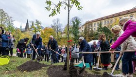 Prezident Petr Pavel s manželkou Evou vysadili na Pražském hradě 90. strom Olgy Havlové. (10.11.2023)