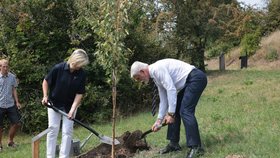 Petr Pavel s manželkou Evou vyrazili do botanické zahrady v Praze vysadit národní strom lípu (21.8.2025).