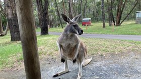 Na závěr turné po Austrálii český prezidentský pár navštívil národní park Cleland Wild Life Park nedaleko Adelaide.