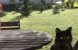 Micka - kočka Petra Pavla