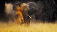Slon africký (Zimbabwe)