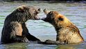 Medvěd hnědý (Rusko)