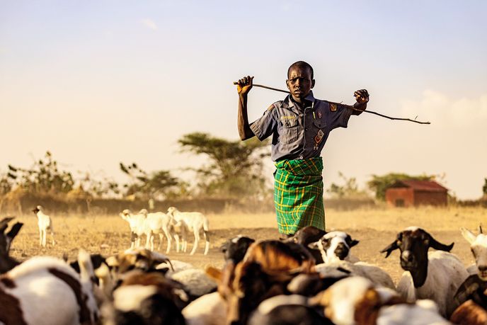 Malý pastevec z kmene Karamojong přivádí stádo zpět do vesnice