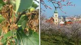 Cizopasná houba hubí višňový sad na Petříně. Magistrát mrtvé stromy nahradí mladými jabloněmi