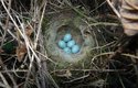 Pěvušky snášejí modrá vajíčka