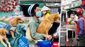 Vietnamská rodina se nakazila koronavirem a přišla o svých dvanáct psů. Zvířata bez jejich vědomí zabila policie.