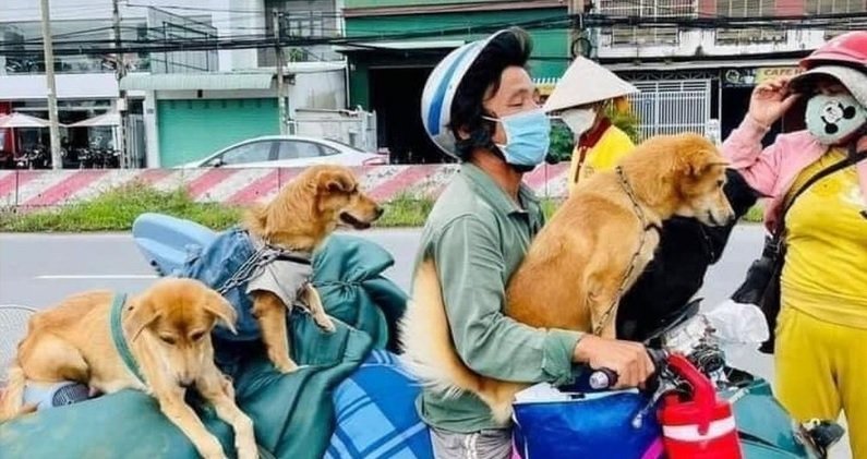 Takhle se vietnamská rodina vydala s pejsky na cestu. Zvířata dokonce měla pláštěnky.