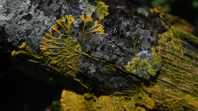 Physarum polycephalum