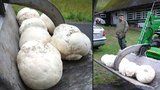 Na houby s traktorem: Tohle našli na Pardubicku za 5 minut