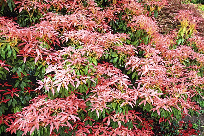 Pieris