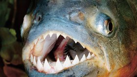 Dravá piraňa má ostré zuby podobné žraločím, své oběti dokáže hejno během pár minut ohryzat na kost.