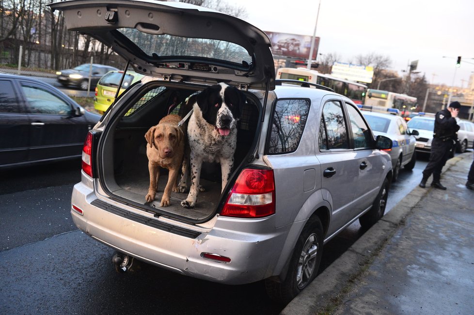 Žena v autě převážela dva psy.
