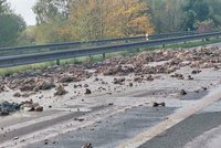 Silnice plná živočišného odpadu: U Písku se převrátil vlek s nákladem do kafilerie