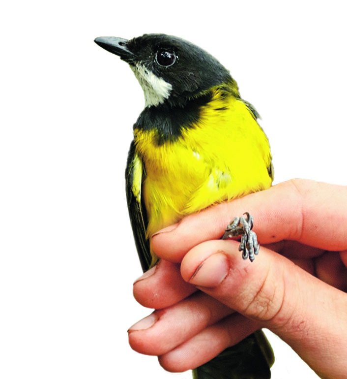 Pištec žlutošíjný je jedním z nově objevených druhů jedovatých ptáků