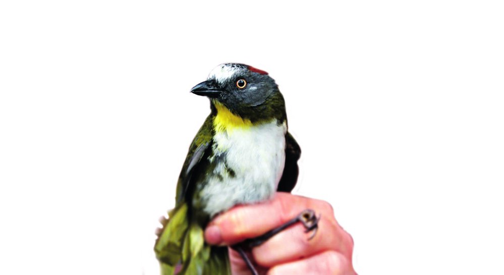 eznam jedovatých ptáků obohatil i nově objevený pištec rezavošíjný