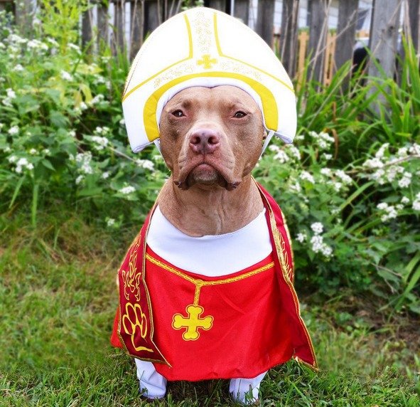 Otter v kostýmu papeže Františka