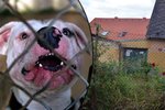 Stanislavu N. zabili její dva psi. V tomto zchátralém domku žena zemřela.