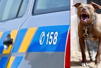 Útok psa na Plzeňsku: Pitbul se chlapci (9) zakousl do obličeje