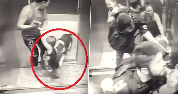 Děsivé záběry: Chlapce (18 měs.) ve výtahu napadl rozzuřený buldok! Zvíře se dítěti zakouslo do nohy