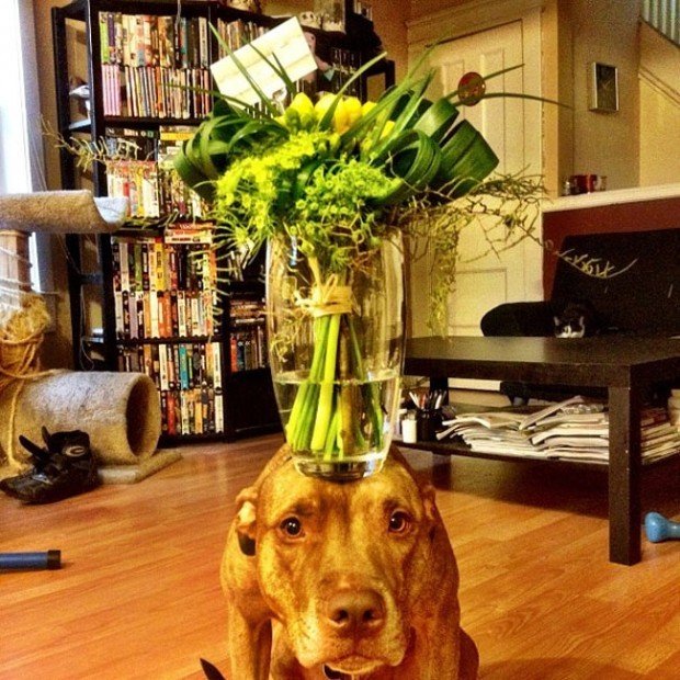 Scout je natolik šikovný, že na hlavě udrží a vázu s květinou