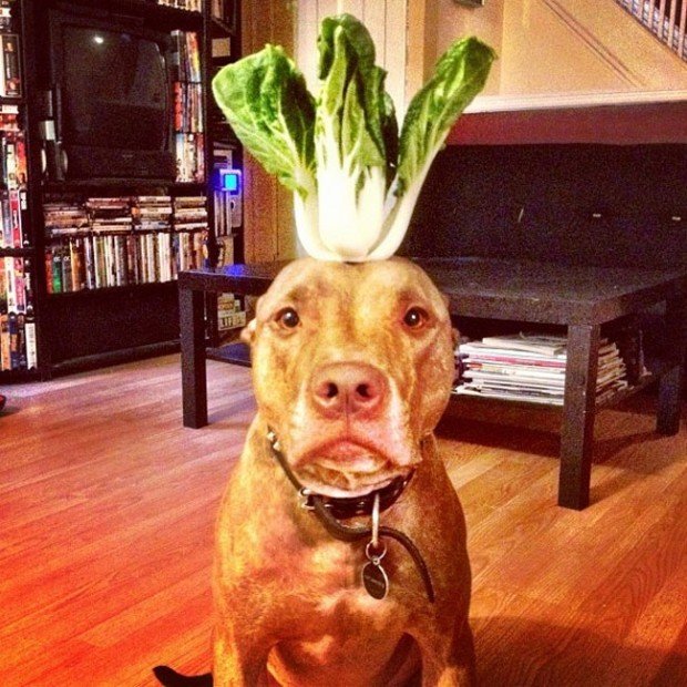 Dáš si zeleninu?