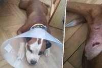 Dva staffordi na volno a útok na pitbulla: „To se stává,“ reagoval majitel. Strážníci řeší tisíce přestupků ročně