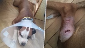 Pitbulla Matýska v Malešicích ošklivě pokousel staffordšírský teriér. Rány od zubů byly hluboké, jedna vedla dokonce skrz nohu.