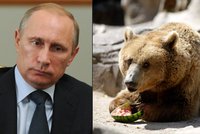 První oběti Putinovy pomsty Západu: Medvědi z moskevské zoo trpí hlady