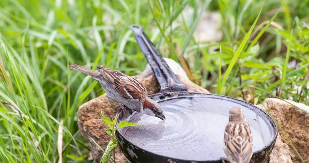 Ptáčkům udělá radost i vysloužilá pánvička, která se snadno promění v pítko.