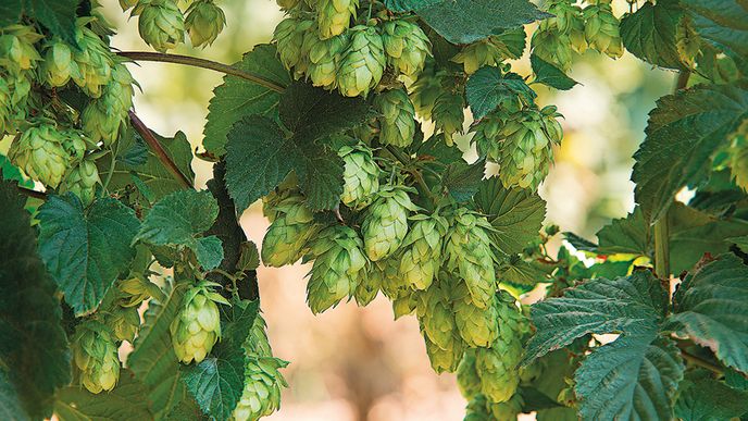 Pivo a chmel – jeden bez druhého nemůže být.