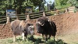 Plzeňská zoo má Lokiho: Na erotické hrátky s pižmoní nevěstou si ale počká tři roky