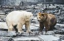 Lední medvěd a medvěd hnědý mohou být rodiči pizzlyho