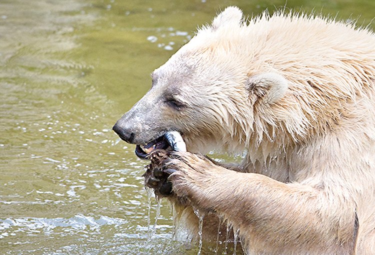 Pizzlyové jsou menší než lední medvěd, ale větší než grizzly