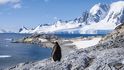 Cuvervillův ostrov: za slunečného počasí jsem se vyškrábal na vyvýšené místo s krásným výhledem na Gerlachovskou úžinu v domnění, že budu chvilku sám. Společnost mi ale znenadání přišel dělat tučňák oslí.