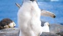 Mládě tučňáka oslího utíká za rodiči
