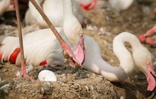 Hnízdící sezona v Safari Parku Dvůr Králové: Plameňáci se už klubou
