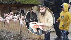 Ubitý plameňák vyseděl vejce dovezená ze zaplavené pražské zoo.