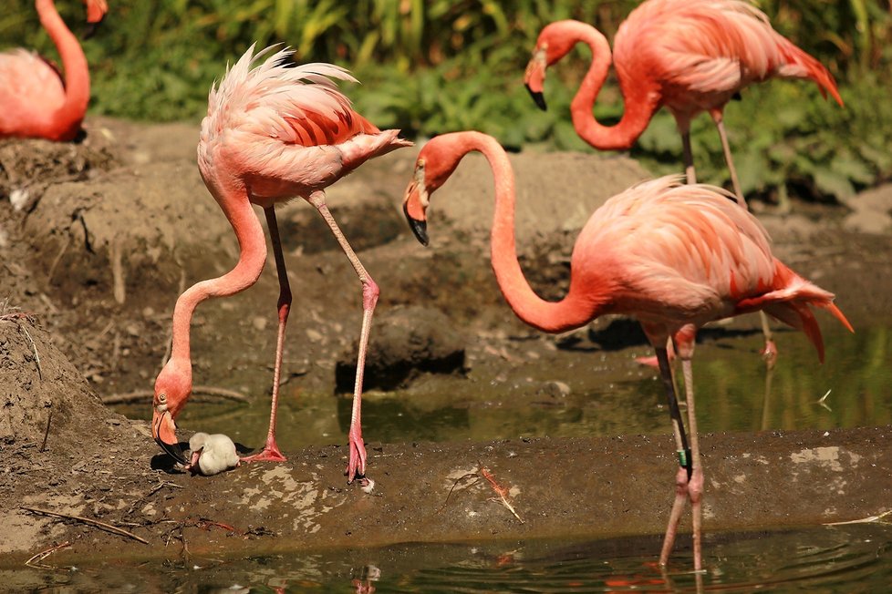 Mezi plameňáky v ostravské zoo se rozhořel plamen lásky.