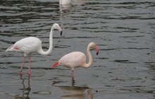 Jaro přišlo už i na plameňáky v zoo Hluboká: S pářením se nepářou