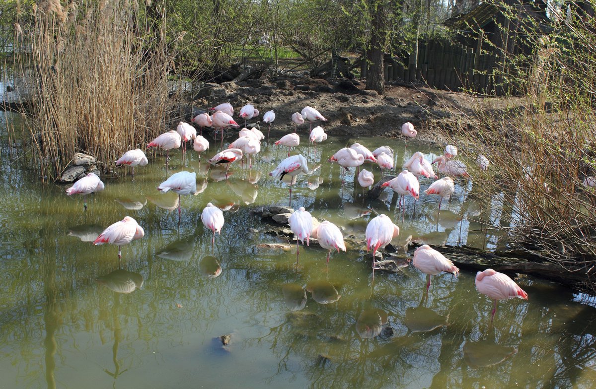 Početné hejno na rybníce v zoo Hluboká chovají už téměř 20 let.