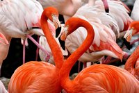 V Zoo Ostrava uhynula oranžová královna: Samici plameňáka bylo rekordních 50 let!