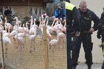 Případ brutálního ubití plameňáka v jihlavské zoo malými gaunery (5, 6 a 8) stále šokuje Česko. Budou výtržníci nějak potrestáni?