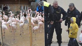 Případ brutálního ubití plameňáka v jihlavské zoo malými gaunery (5, 6 a 8) stále šokuje Česko. Budou výtržníci nějak potrestáni?