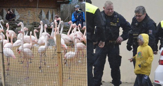 Rodiče dětí, které ukamenovaly plameňáka v zoo: Nastoupili na (ne)nucené práce