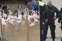 Rodiny výrostků, co zabili plameňáka v Jihlavě: Rodiče zoo ignorují