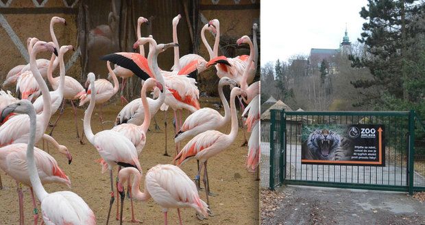 Děti napadly plameňáky v jihlavské zoo: Jak se k nim dostaly a kudy se daly na útěk?