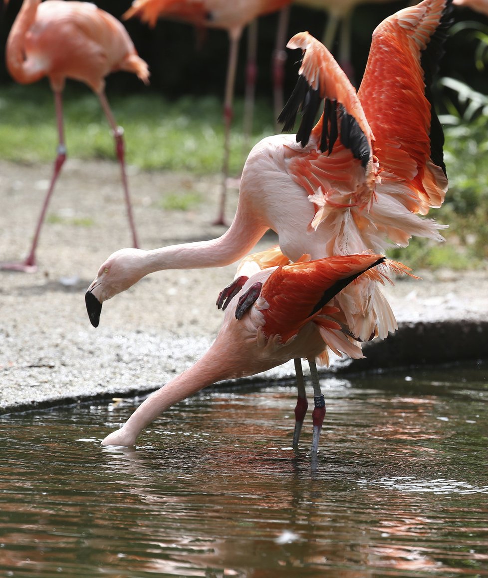 Plameňáci v pražské zoo také oslaví svůj den.
