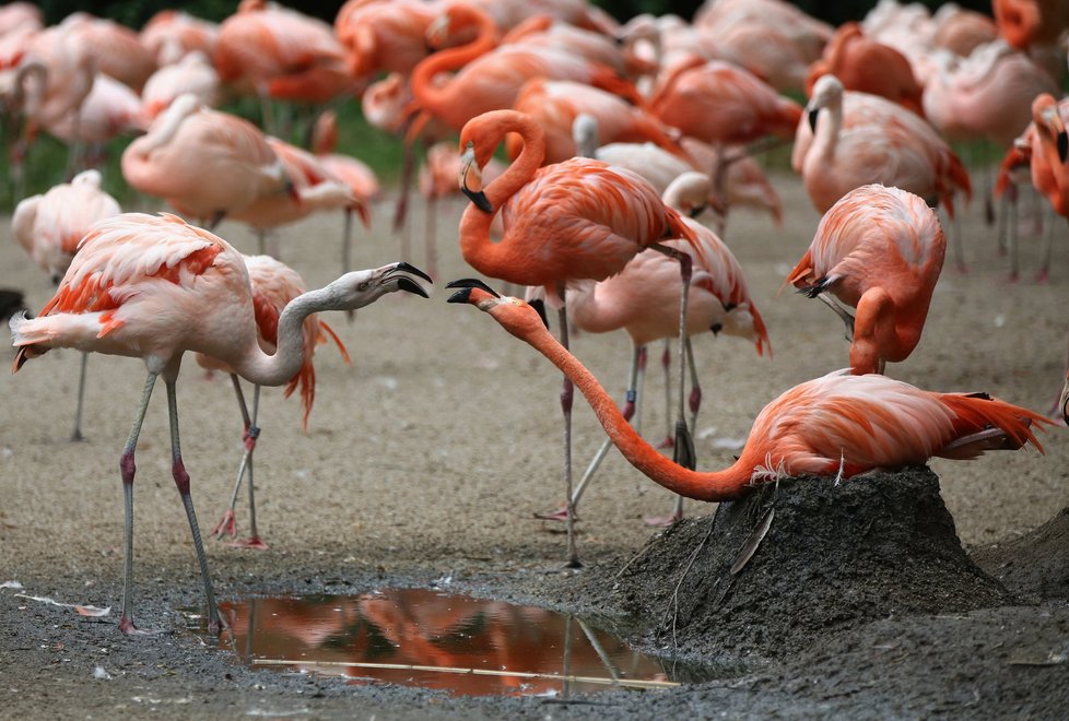 Plameňáci v pražské zoo také oslaví svůj den.