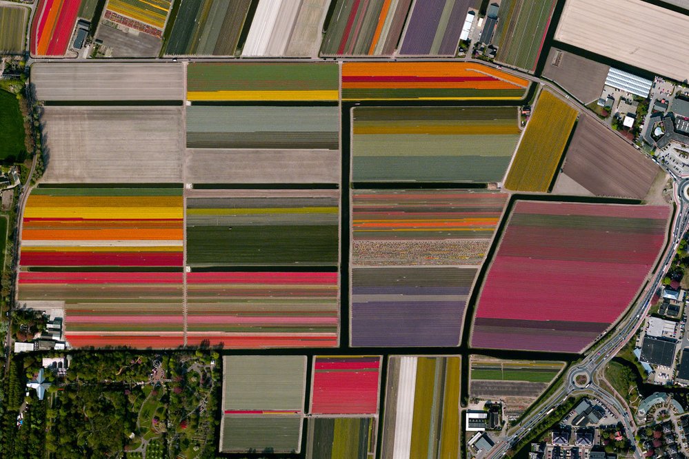 Pole tulipánů v nizozemském Lisse 