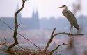 Kolonii volavek popelavých (Ardea cinerea) najdetete v korunách stromů nad Vltavou v pražské zoo